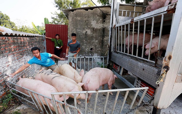 Thống nhất thủ tục nhập khẩu lợn sống từ Thái Lan